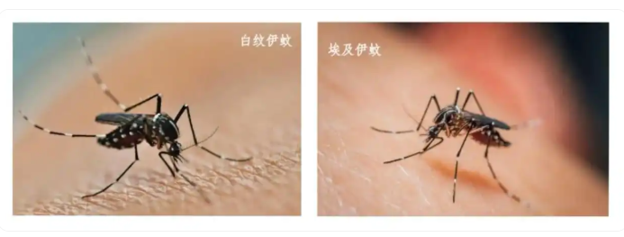 如何有效预防基孔肯雅热？-阿旺资源分享网