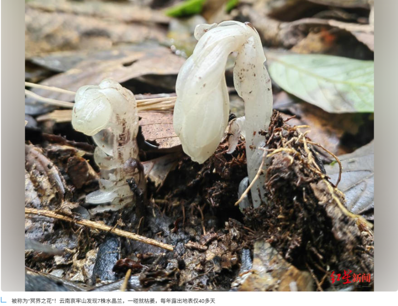 哀牢山脉新发现7株神秘植物，被誉为“冥界之花”-阿旺资源分享网