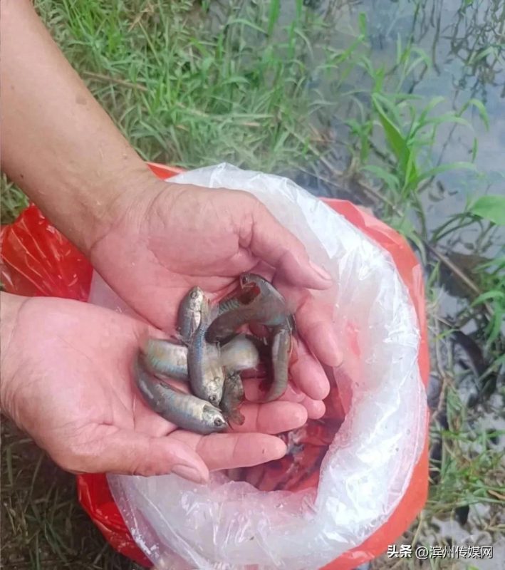 在广东佛山市禅城区，为了有效预防蚊虫滋生，防控基孔肯雅热疫情，当地政府部门在公园水域投放了数千条名为“灭蚊鱼”的鱼类-阿旺资源分享网