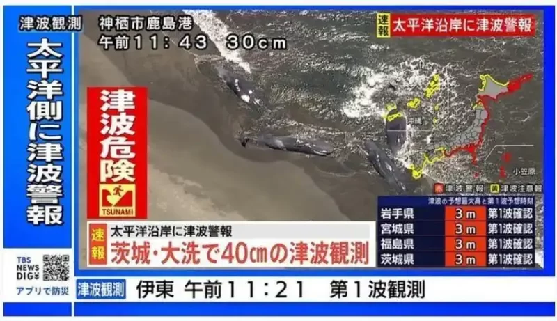 令人瞩目的景象：在日本的千叶县，四头鲸鱼意外搁浅，此事件可能与地震及海啸有关联。-阿旺资源分享网