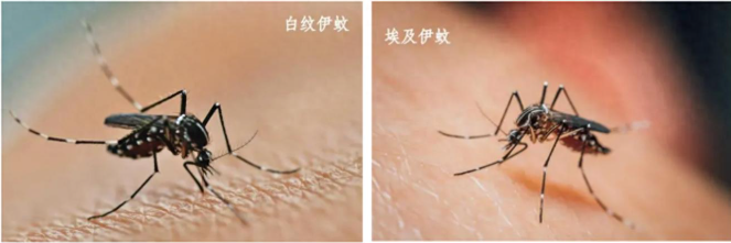 佛山累计报告基孔肯雅热确诊病例达1873例，病例均为轻症-阿旺资源分享网