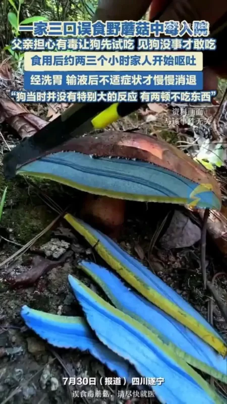 一位老人为了测试蘑菇是否有毒，竟然连续两天用狗进行试验。当全家人食用了这些蘑菇后，他们也遭受了中毒的折磨。最终，他们不得不通过洗胃这一方法来解毒。-阿旺资源分享网