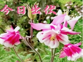 中国气象局最新发布消息称：“三伏天”已告一段落，但全国多地仍旧遭受高温天气的困扰。-阿旺资源分享网