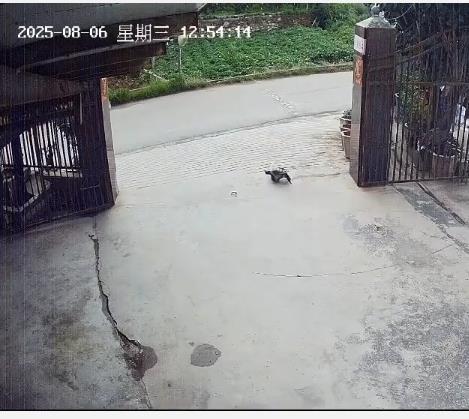 三十余载饲养的鳄龟遭路人司机带走，主人紧急呼吁：“请勿伤害它”，警方已介入调查。-阿旺资源分享网