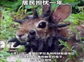 美国某社区遭遇“变异怪兔”入侵  异形特征：头部长出怪异黑角与触手-阿旺资源分享网