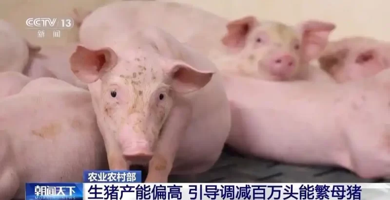猪肉价格波动剧烈，养殖企业纷纷采取措施，对生猪进行减重管理！-阿旺资源分享网