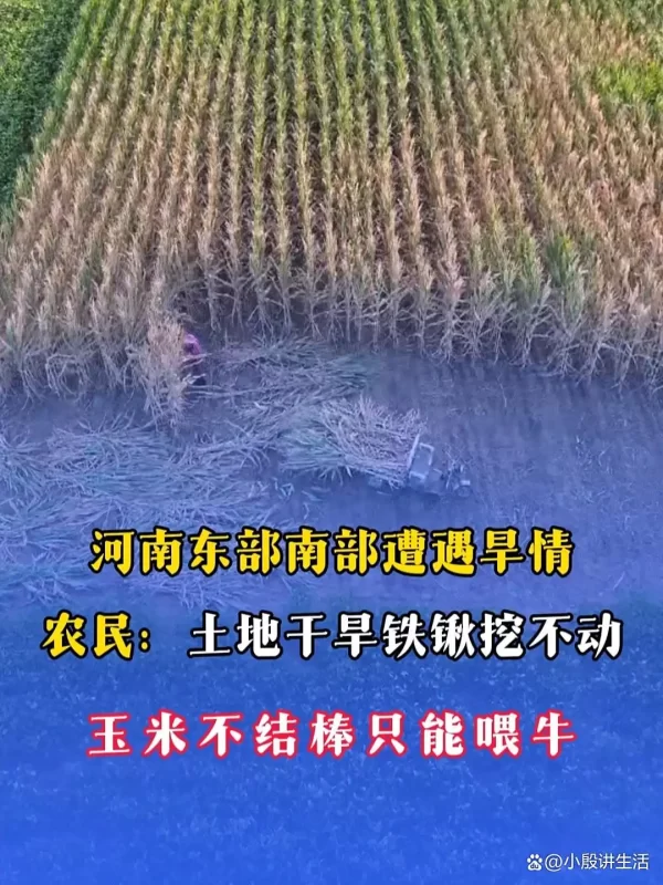 河南农民反映：40年来未曾遭遇如此严重的干旱天气。-阿旺资源分享网