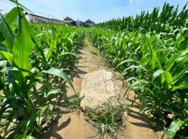 全国最矮的山峰高度仅为0.6米？当地官方回应确认：该山峰已被列为县级文物保护单位。-阿旺资源分享网