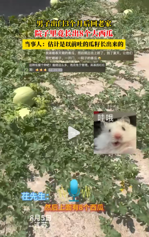 三个月未见，男子返乡目睹庭院奇观：八颗大西瓜横空出世-阿旺资源分享网