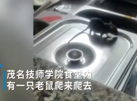广东某地的一所学校食堂正面临老鼠成灾的困境，老鼠甚至爬上菜盆舔食汤汁。-阿旺资源分享网